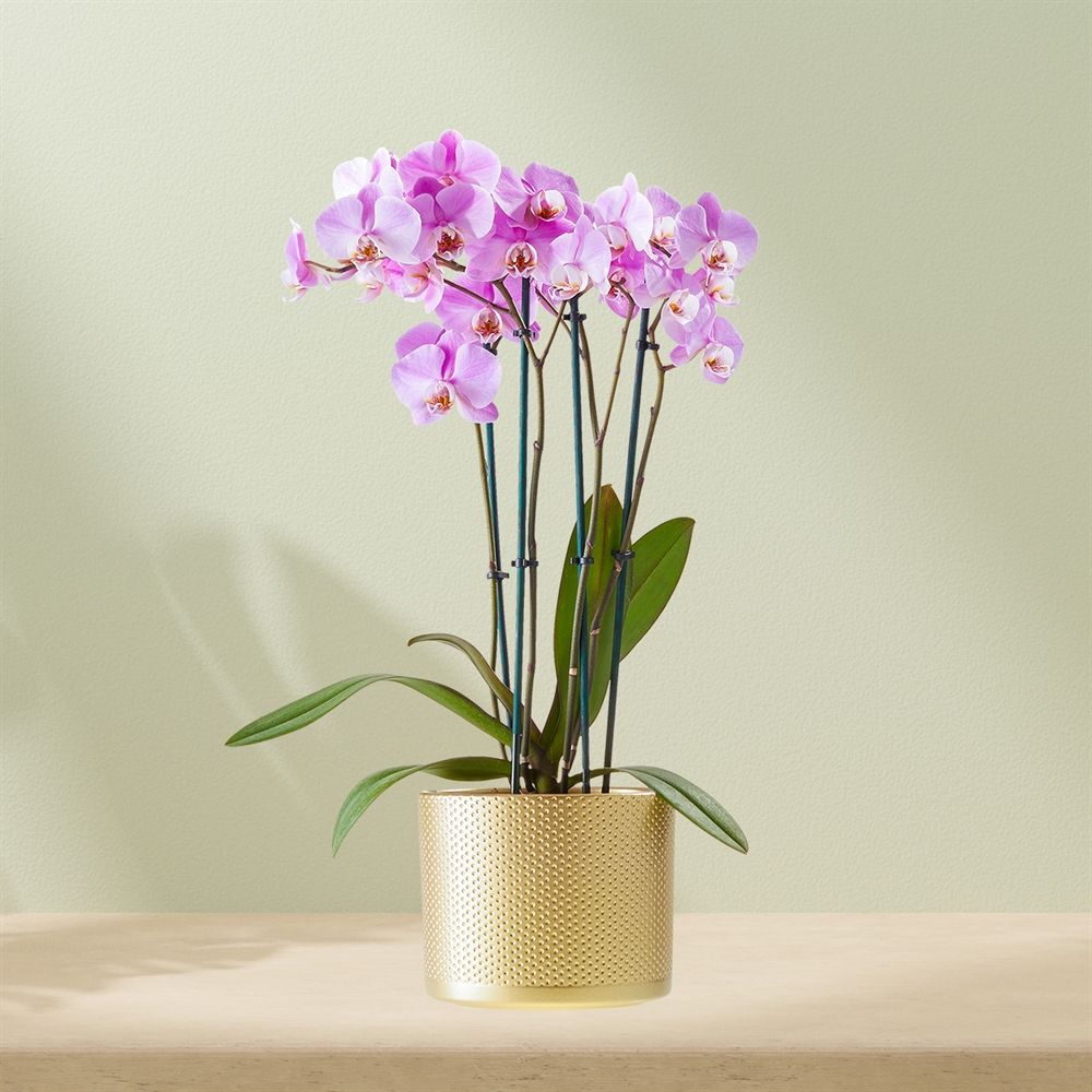 Paarse Orchidee 4 tak incl. pot